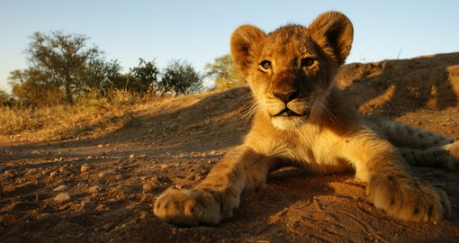 Destination Afrique Safari