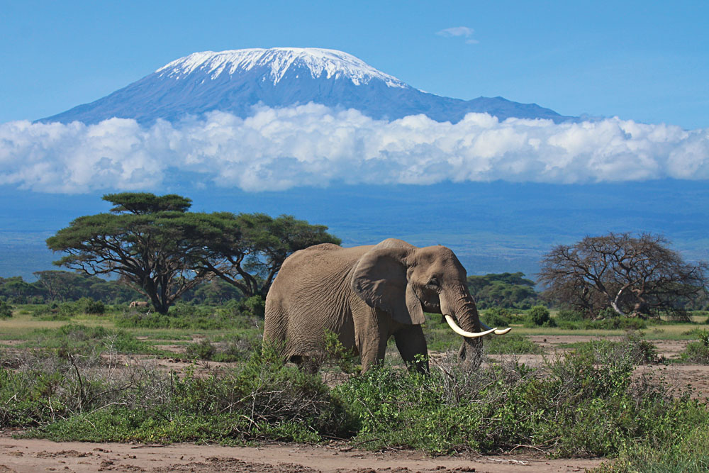Apprenez à connaître le parc national d'Amboseli pendant vos vacances au Kenya