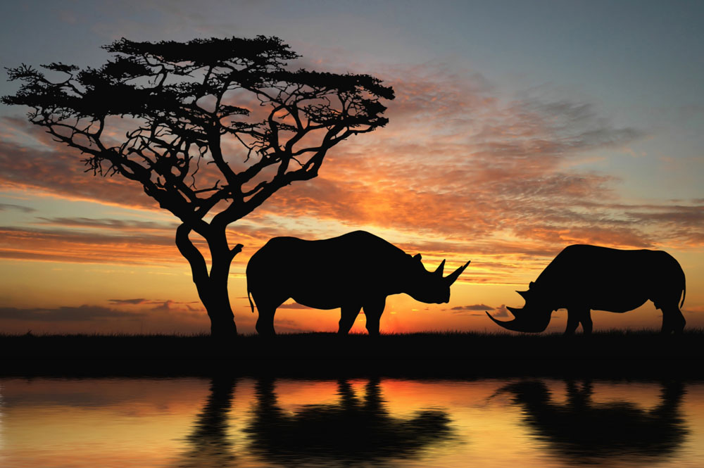 Destination Afrique Travel Supports Wildlands™ Travail de conservation des rhinocéros en Afrique du Sud