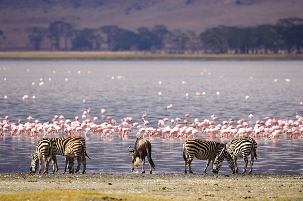 Flamants flamants roses à profusion et plus, dans le parc national du lac Nakuru, Kenya