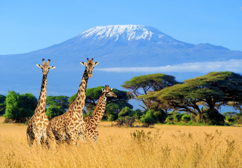 Kenya - Tanzanie : Choisir la Destination Safari Africaine Idéale