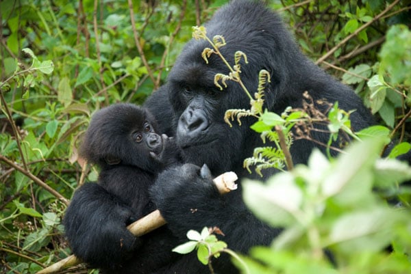 Kwita Izina 2015 : Cérémonie de baptême des bébés gorilles au Rwanda