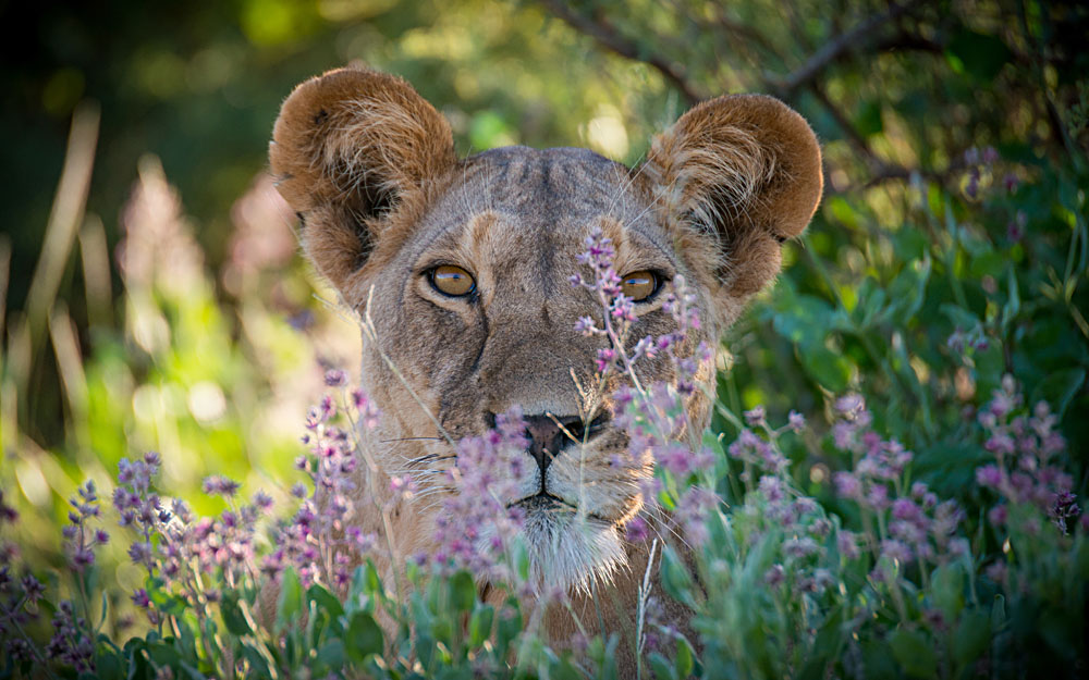 Le parc national de Samburu au Kenya regorge de vie sauvage !