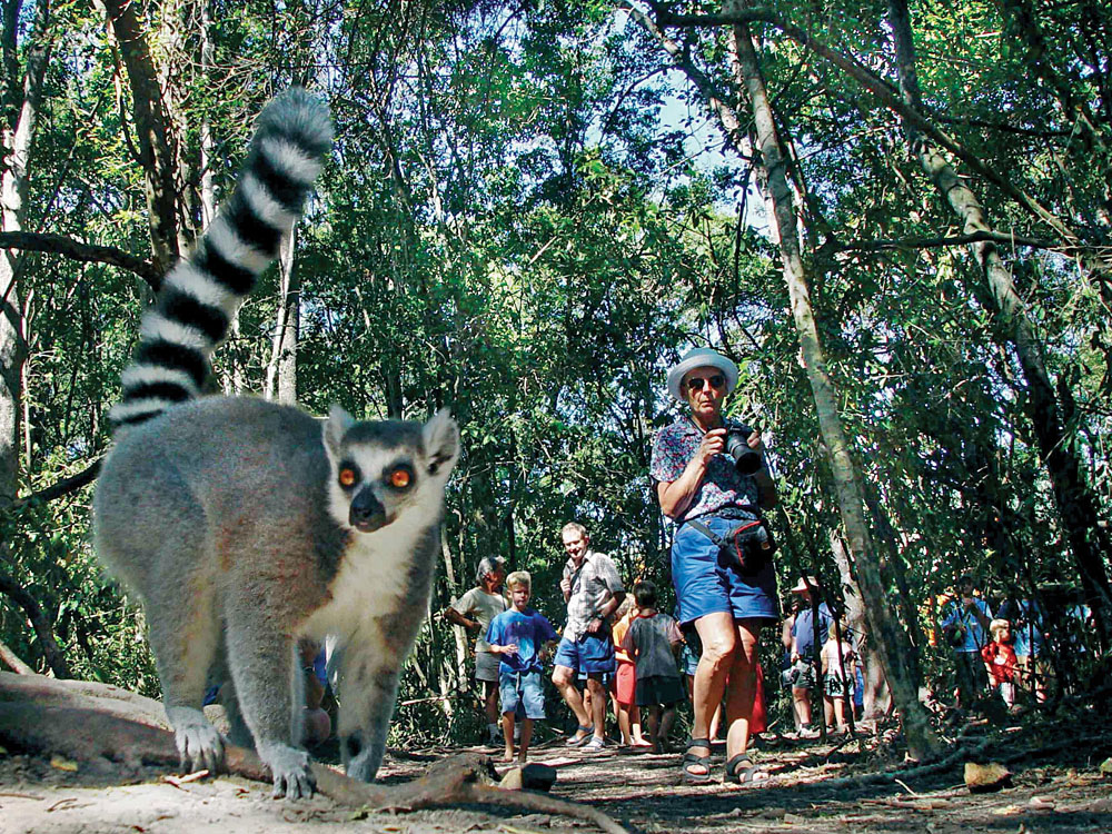 Lémuriens bondissants à Madagascar