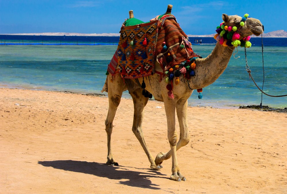 Les 4 W d'un voyage au Moyen-Orient