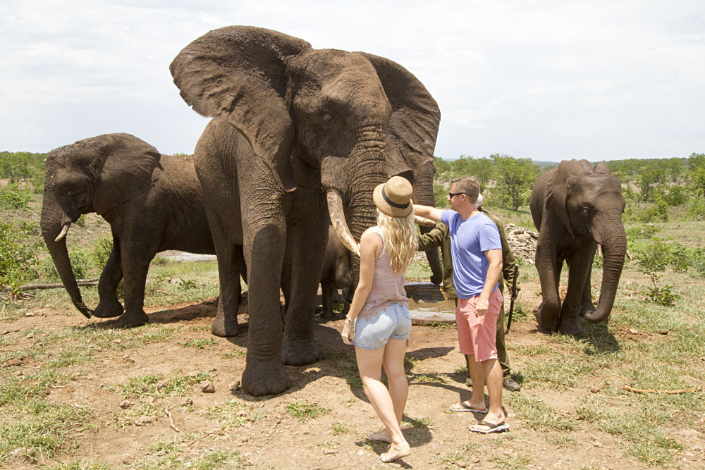 Les rencontres d'éléphants ajoutent à la magie de l'Afrique