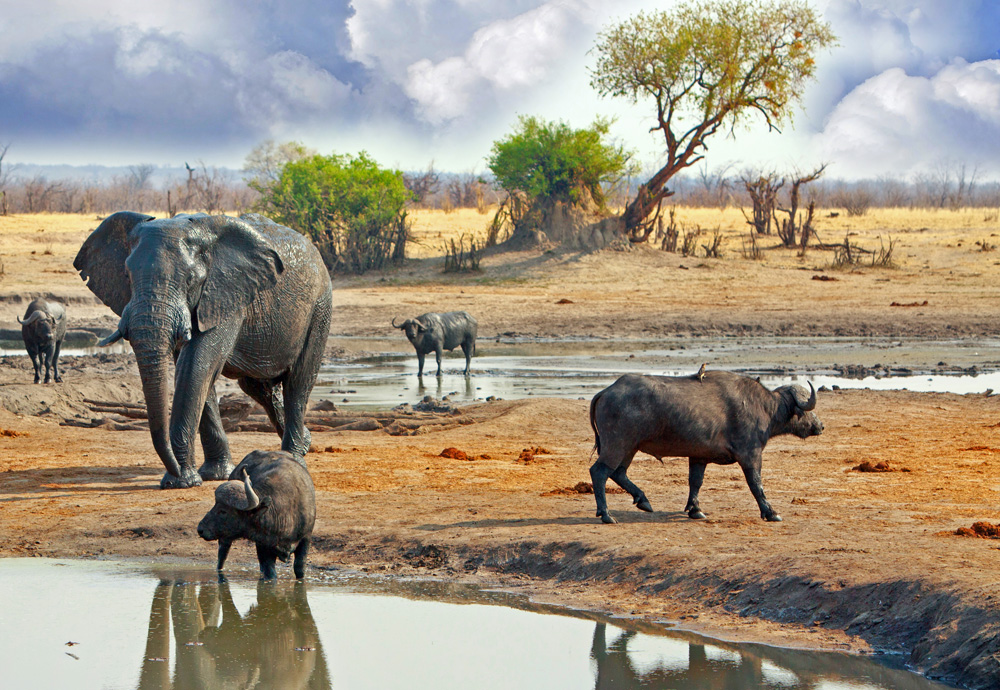 Redécouvrir le Zimbabwe, un safari africain différent