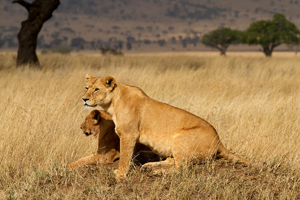 Rencontres étonnantes lors de safaris en Afrique