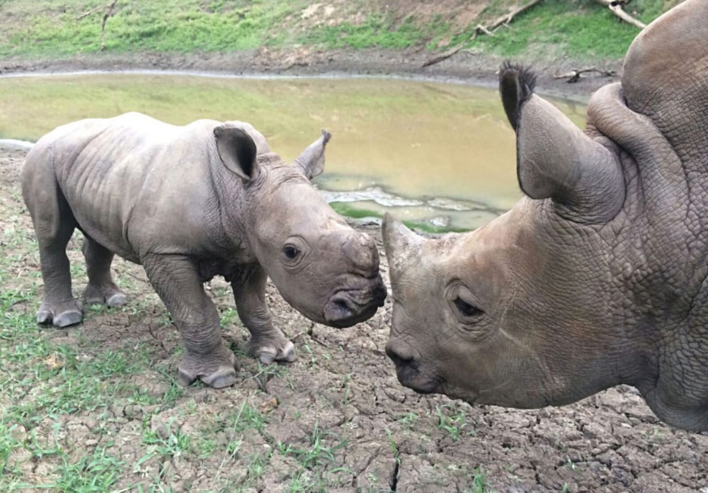Sauvé des rhinocéros @ HESC avec Thompsons Africa et Destination Afrique Travel