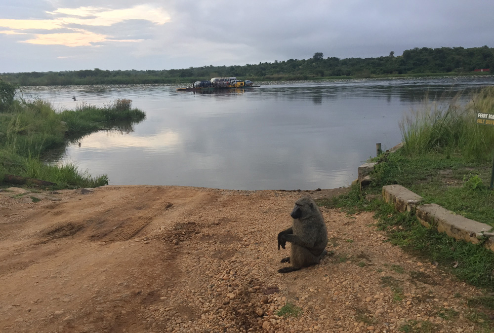 Une expérience inoubliable pour la faune sauvage lors d'une tournée en Ouganda