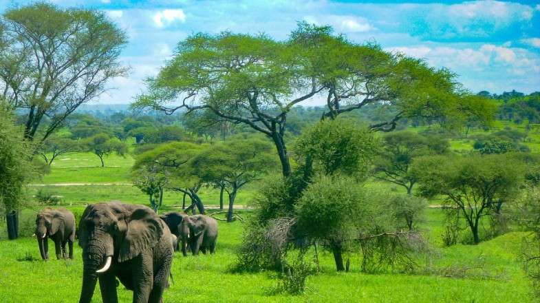 La Tanzanie en décembre : Conseils sur la pluie, les safaris et les conditions météorologiques - img