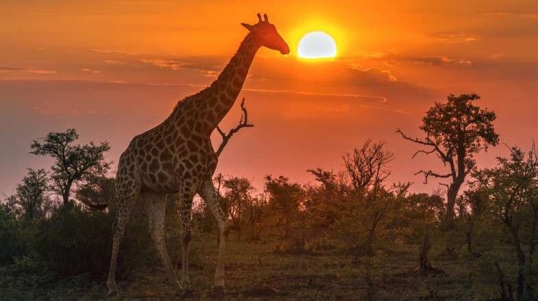 Préparer un voyage en Afrique du Sud : Conseils et astuces de voyage - img
