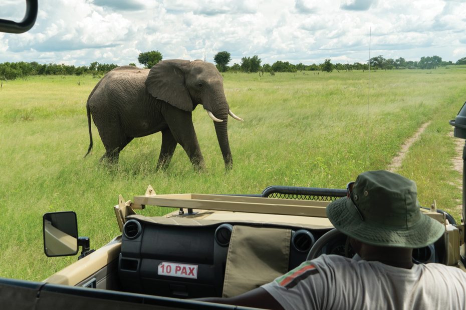 Un safari africain avec un impact - img